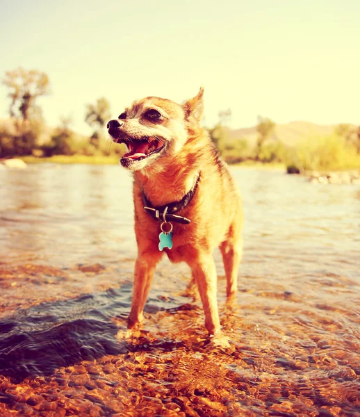 Lindo chihuahua disfrutando del río — Foto de Stock