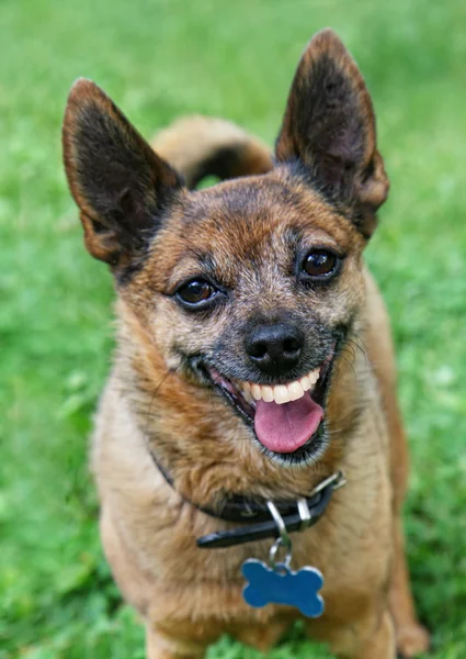 Kocaman bir gülümseme ile Chihuahua — Stok fotoğraf