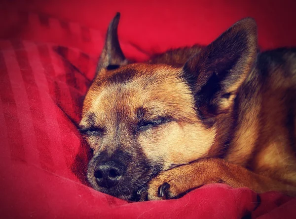 Chihuahua dormindo em cobertor vermelho — Fotografia de Stock