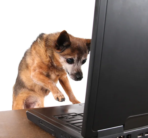 Chihuahua surfar internet på laptop — Stockfoto