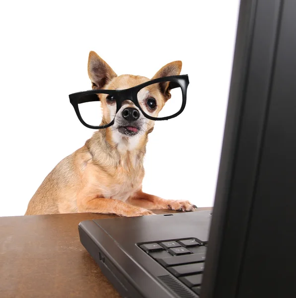 Dizüstü bilgisayarda İnternet'te sörf chihuahua — Stok fotoğraf