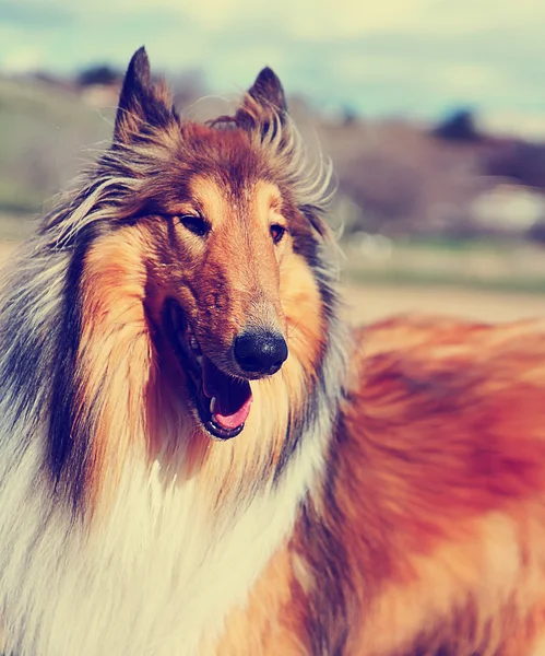 Collie hund med munnen öppen — Stockfoto
