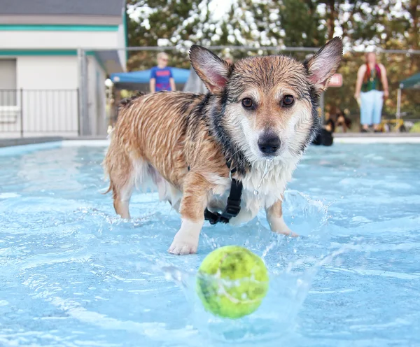 Hund ha roligt vid pool — Stockfoto