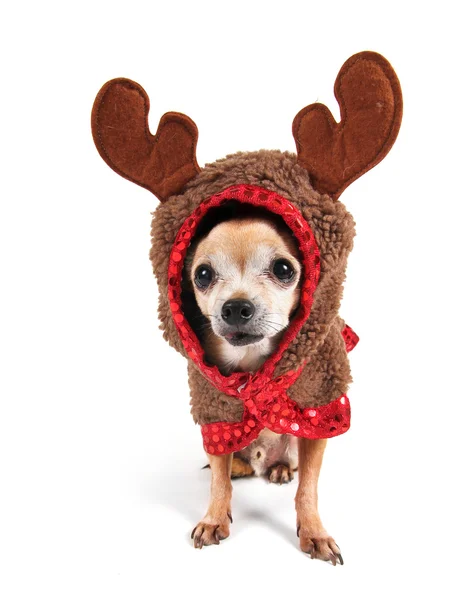 Chihuahua in reindeer's costume — Stock Photo, Image