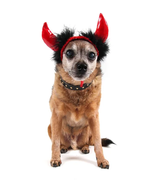 Chihuahua mit Hörnern — Stockfoto