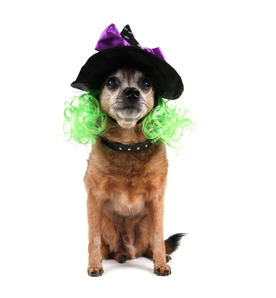 Niedlicher Chihuahua im Kostüm — Stockfoto