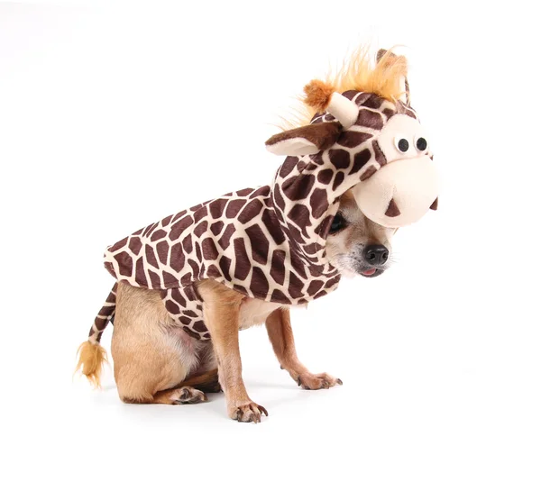 Chihuahua in cow's costume — Stock Photo, Image