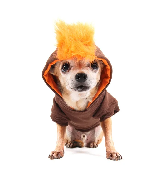 Chihuahua in costume — Foto Stock