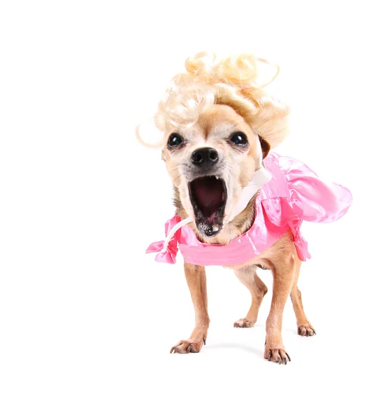 Carino chihuahua in costume — Foto Stock