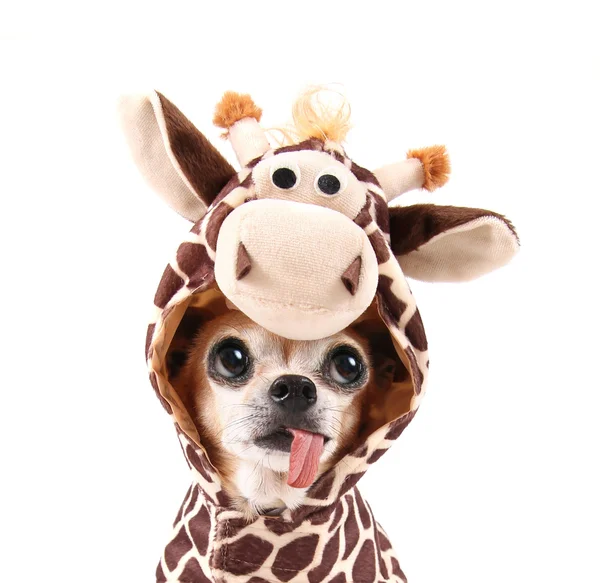 Chihuahua in cow's costume — Stock Photo, Image