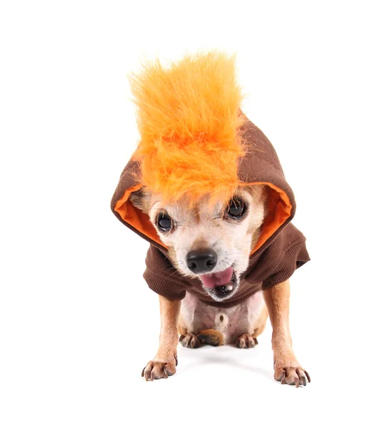 Chihuahua in costume — Stock Photo, Image
