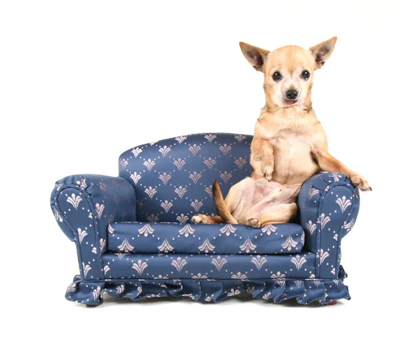 Chihuahua en sofá miniatura —  Fotos de Stock
