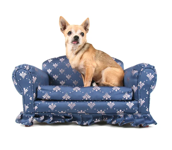 Chihuahua minyatür kanepede — Stok fotoğraf