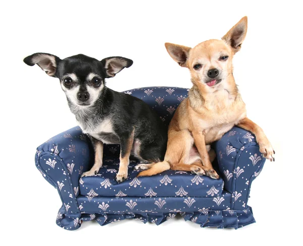 Чихуахуа пара на миниатюрном диване — стоковое фото