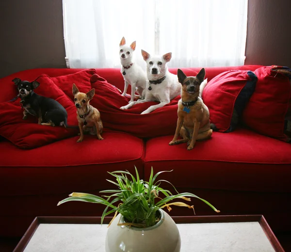 Grupo de cães chihuahua sentado no sofá — Fotografia de Stock