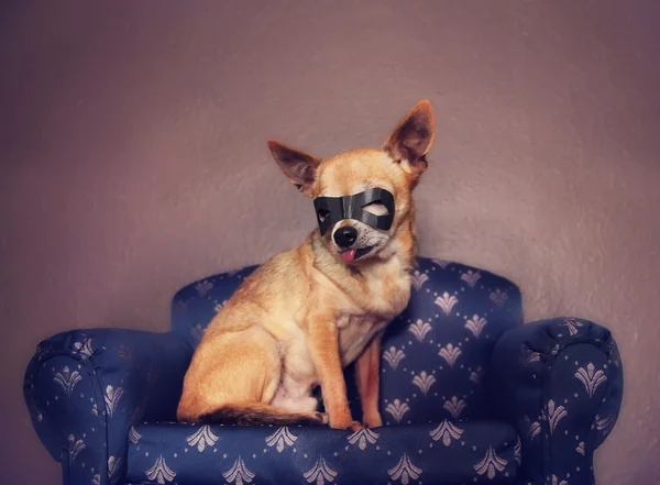 Chihuahua com máscara sentada no sofá — Fotografia de Stock