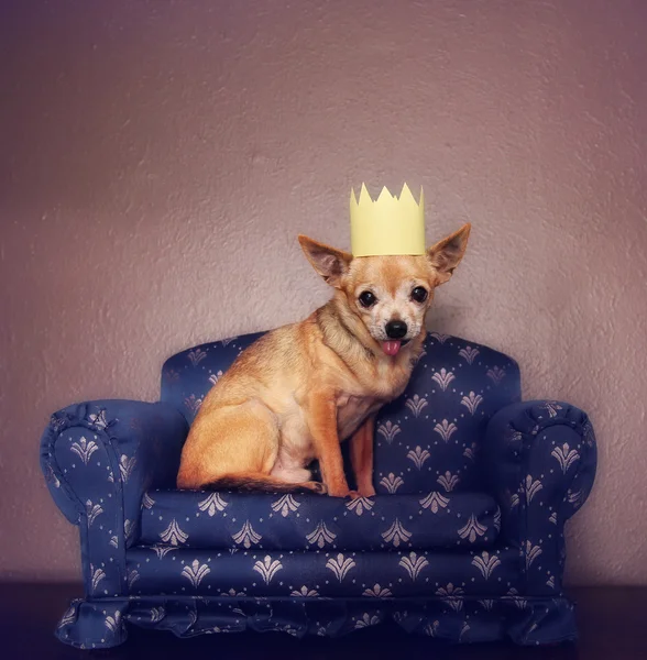 Chihuahua con corona sul divano — Foto Stock