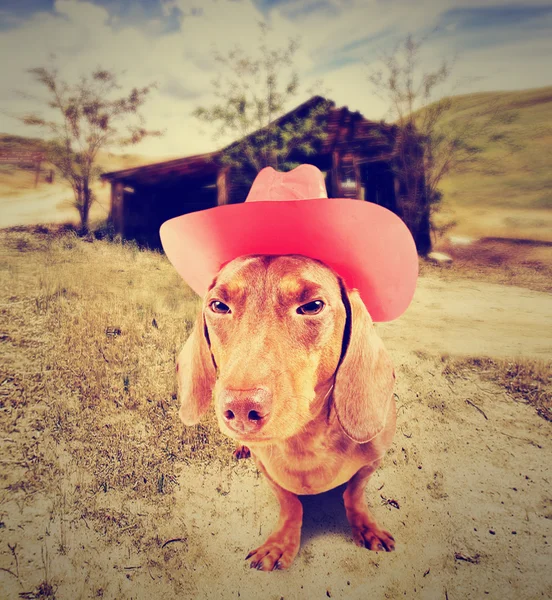 Dachshund dog cowboy — Stock Photo, Image