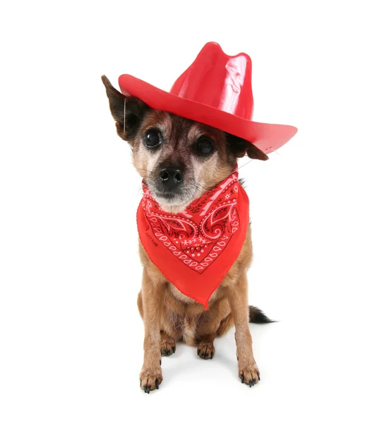 Cão pequeno em roupa de cowboy — Fotografia de Stock