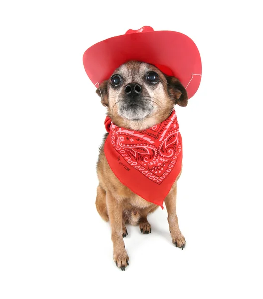 Cão pequeno em roupa de cowboy — Fotografia de Stock