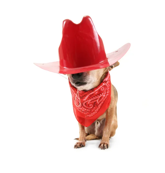 Small dog in cowboy outfit — Stock Photo, Image