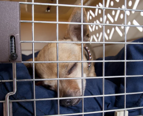 Puppy in crate — Stock Photo, Image