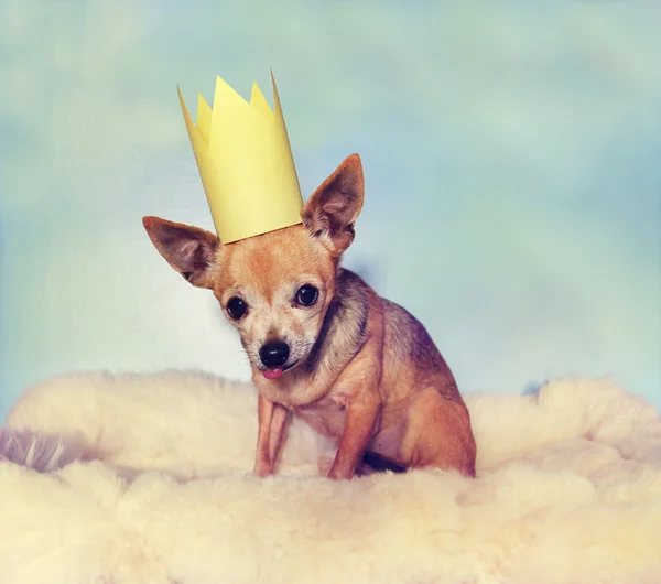 Chihuahua sur couverture avec couronne sur — Photo