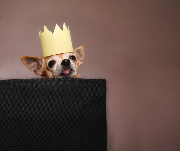 Chihuahua con corona — Foto Stock