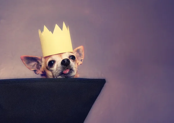 Chihuahua z korony na — Zdjęcie stockowe