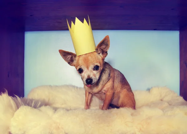 Chihuahua su coperta con corona — Foto Stock