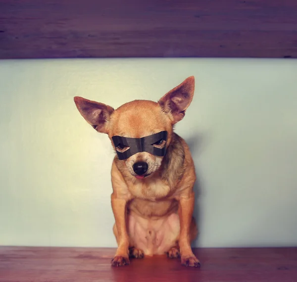 Chihuahua con máscara —  Fotos de Stock
