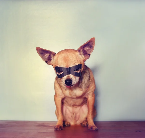 Chihuahua met masker — Stockfoto