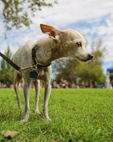 Hond bij lokale park — Stockfoto