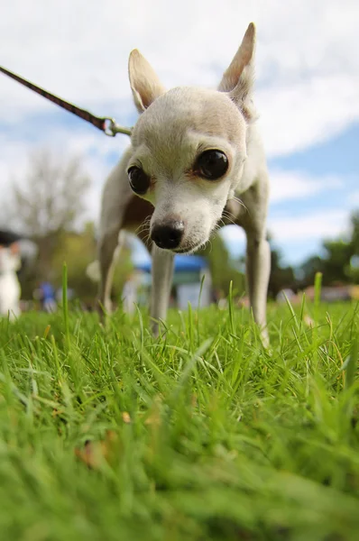 Σκυλί στο γρασίδι στο πάρκο — Φωτογραφία Αρχείου