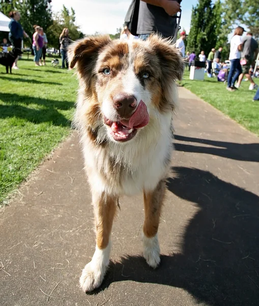 Dog at local public park — Stock Photo, Image