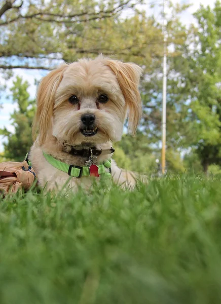 Cão bonito na grama — Fotografia de Stock