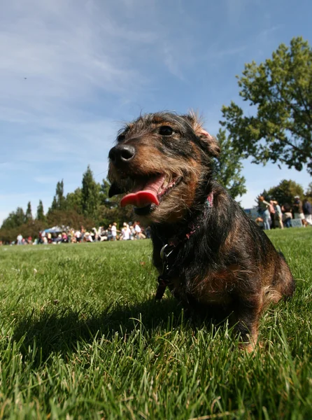 地元の公共の公園で犬 — ストック写真