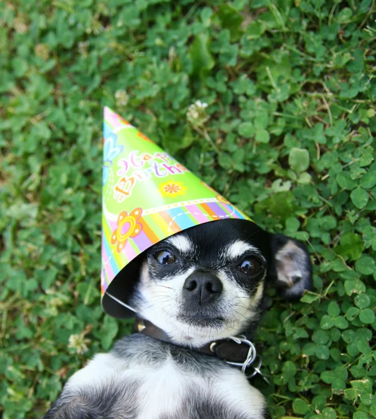 Chihuahua with birthday hat — Stock Photo, Image