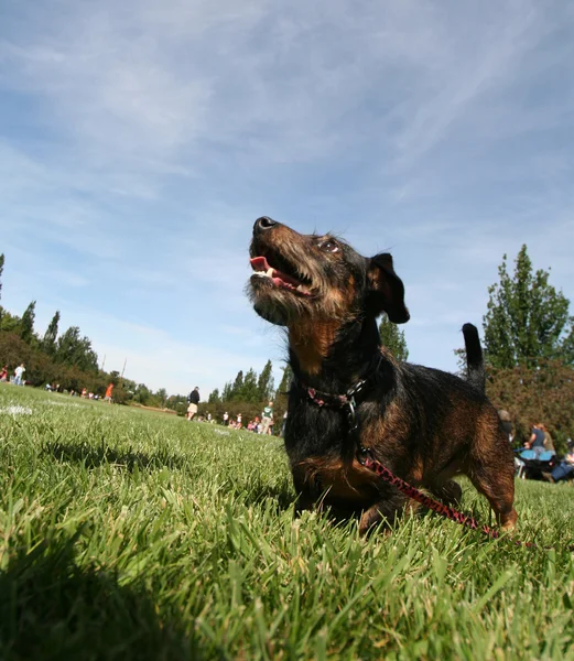 Собака в местном парке — стоковое фото