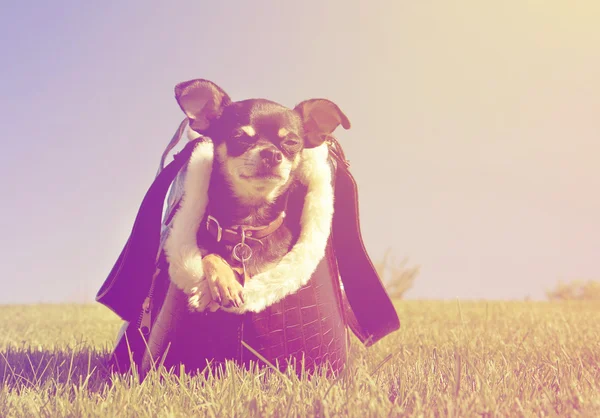 Piccolo chihuahua in una borsa — Foto Stock