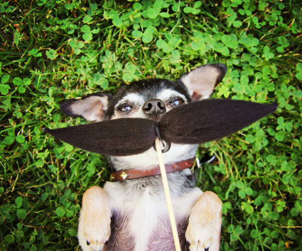 Cute chihuahua with mustache