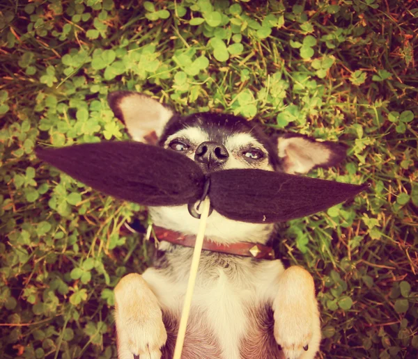 Cute chihuahua with mustache — Stock Photo, Image