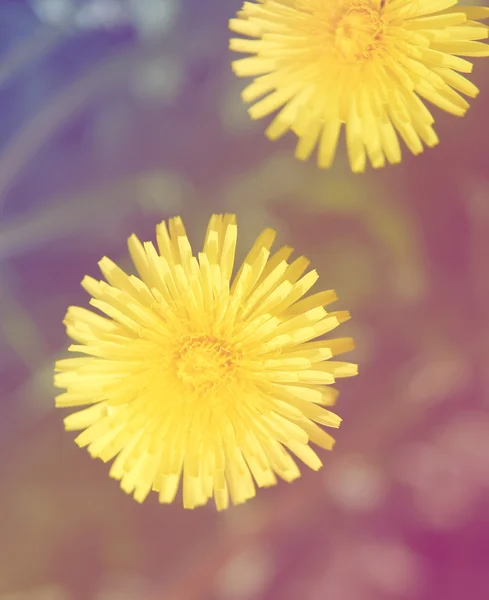 Dandelion weeds in grass — Stock Photo, Image