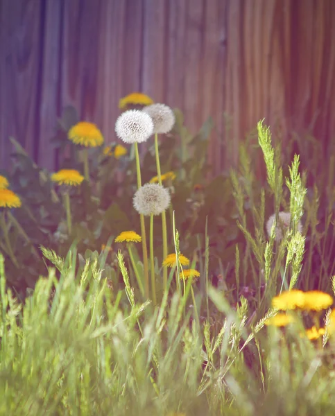Dandelions çiçeklenme — Stok fotoğraf
