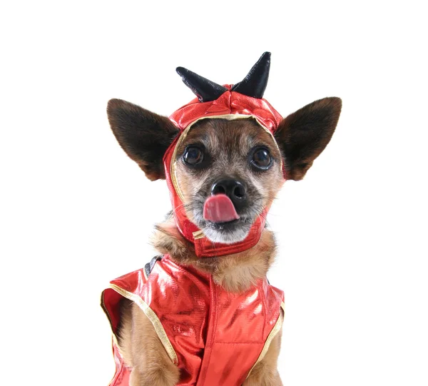 Roztomilý pes oblečená — Stock fotografie