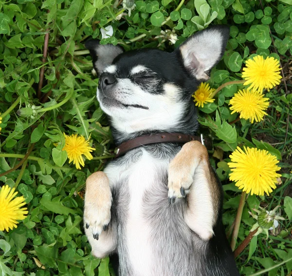 Chihuahua çim — Stok fotoğraf