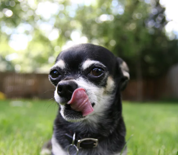 Chihuahua, a fűben — Stock Fotó