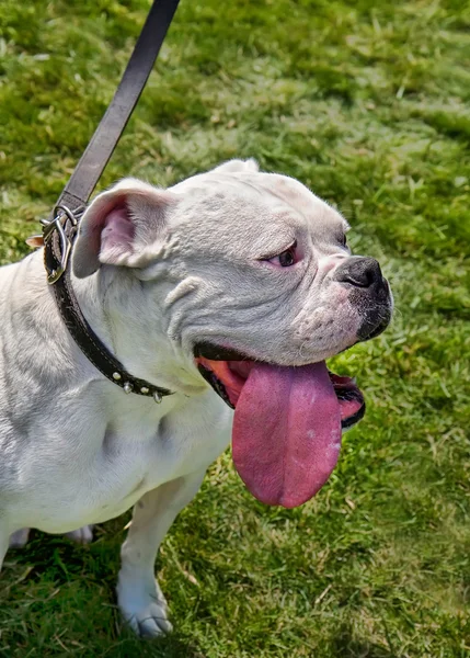 Bulldog büyük dil ile — Stok fotoğraf