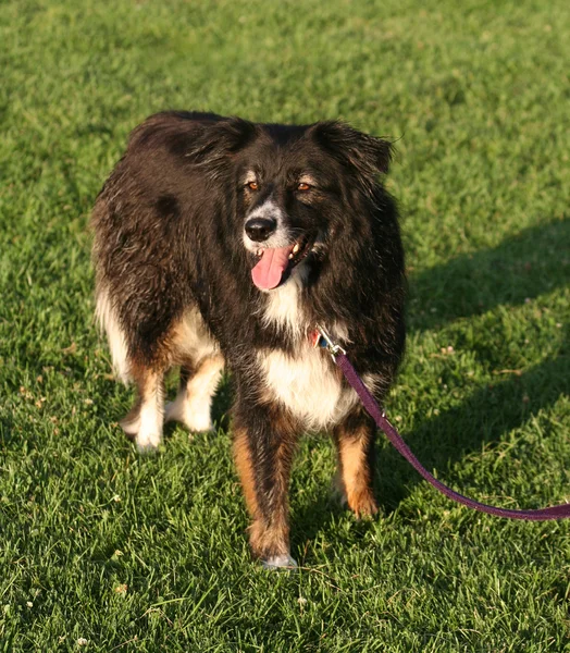 Söt hund i gräset — Stockfoto