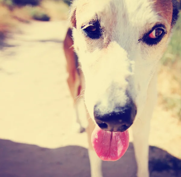 Leuke hond buiten — Stockfoto